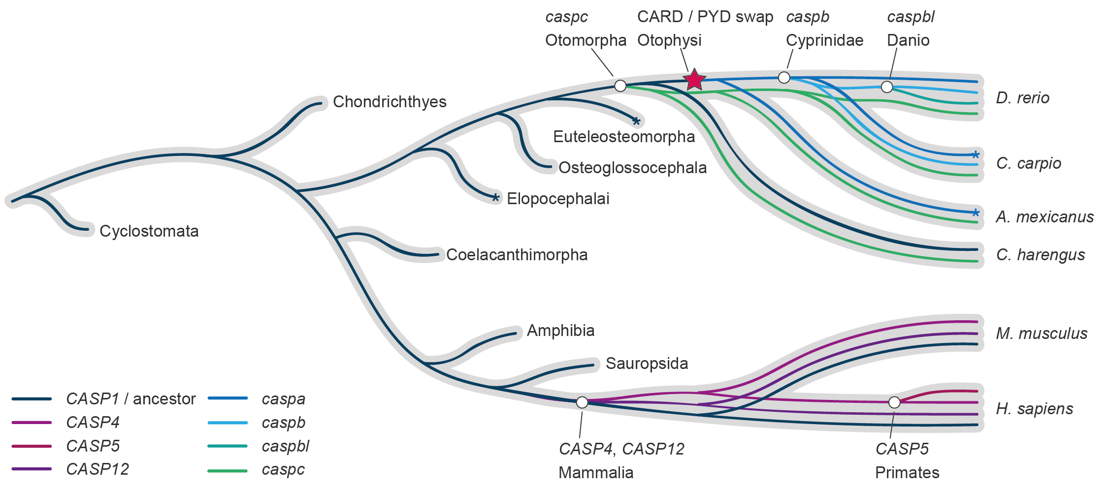  Reconciliation of the zebrafish and human caspase-1 gene evolution. Both the zebrafish and human caspase-1 genes have undergone independent duplication events, resulting in the presence of 4 caspase-1 family genes in each species, but with distinct evolutionary trajectories.